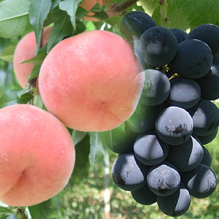 果実販売　＜期間限定＞